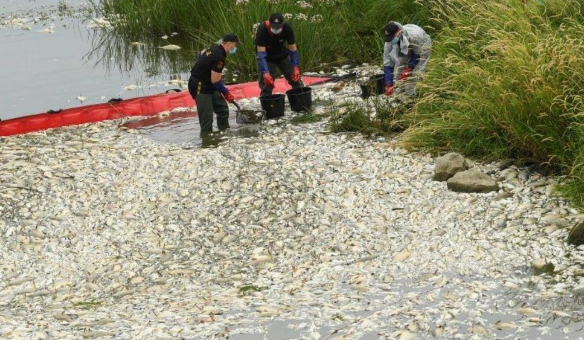 Mystery surrounds dead fish in Polish German River